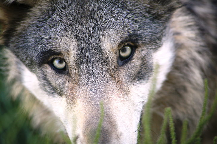 focus photo of gray wolf