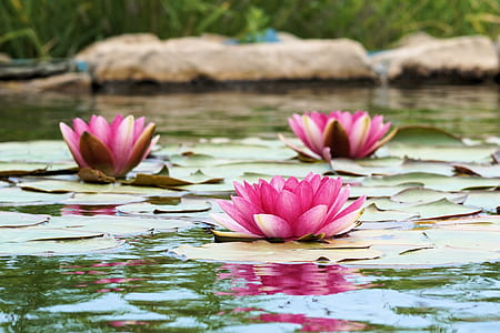 lotus flowers on lily pads on body of water