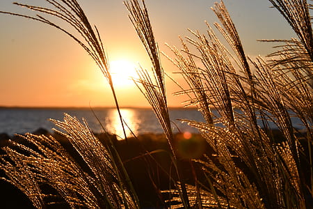 Closeup Photo Of Wheat During Golden Hour