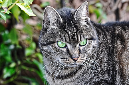 gray tabby cat stands near green leaf