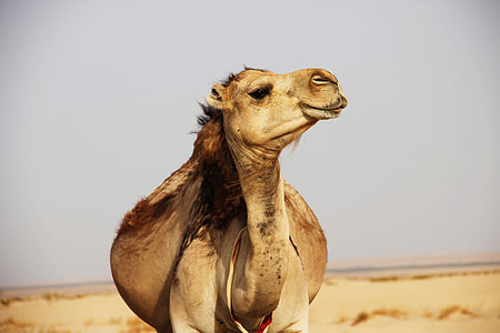 brown camel in shallow focus photography