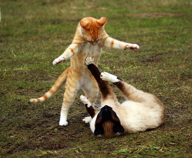 shallow focus photography of orange Tabby cat playing with white and brown siamese cat on green grass