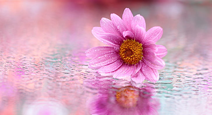 selective focus photograph of pink daisy