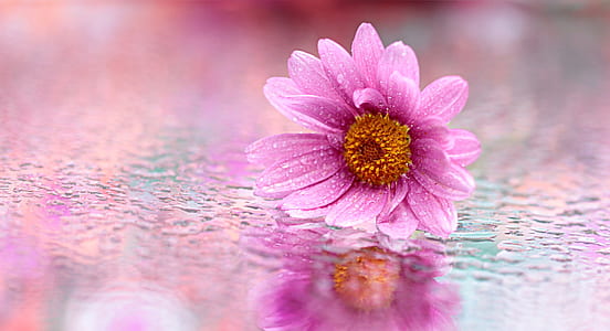 selective focus photograph of pink daisy