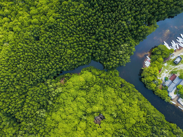 aerial view of forest with body of water