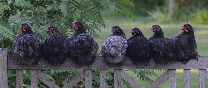 herd of black hen sitting on brown wooden fence