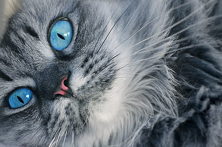 close-up photography of gray fur cat