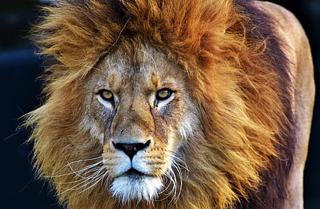 close-up photo of brown lion