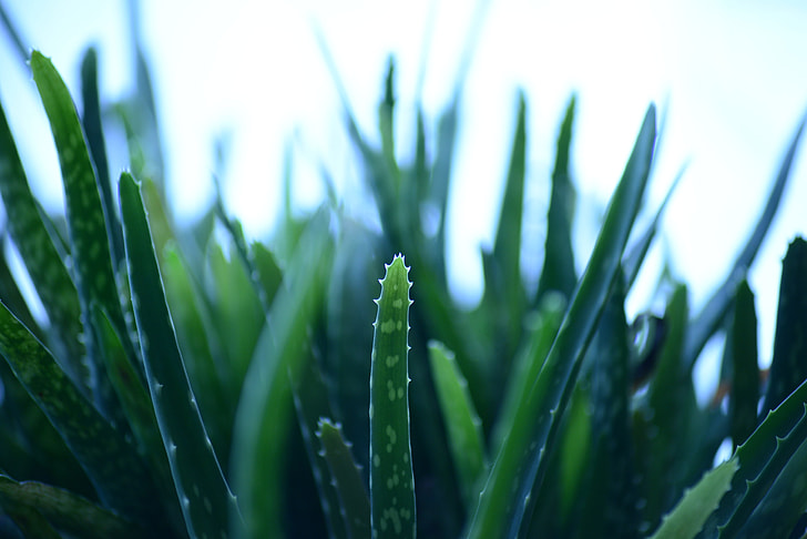 shallow focus photography of aloe vera plant