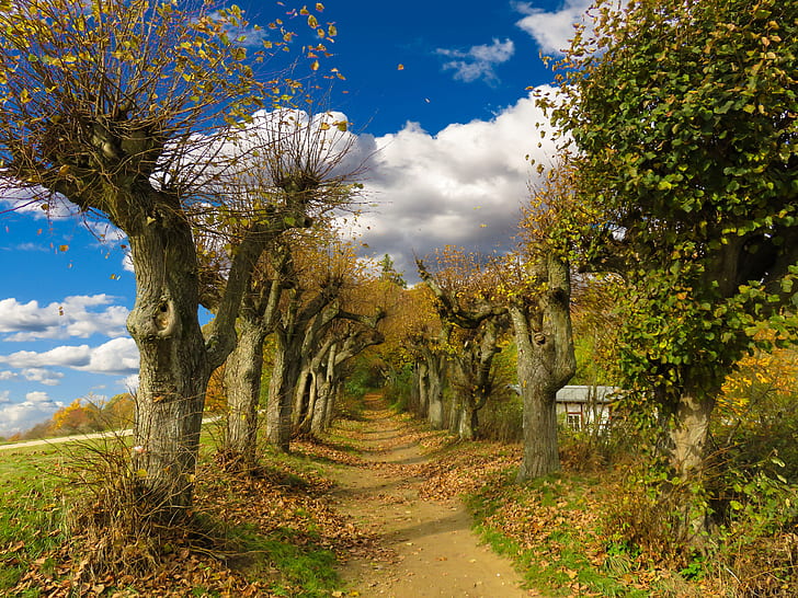 pathway between green trees under blue cloudy sky
