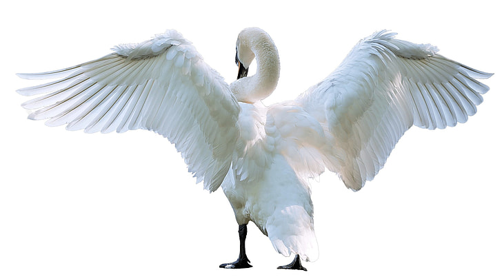white swan spreading wing