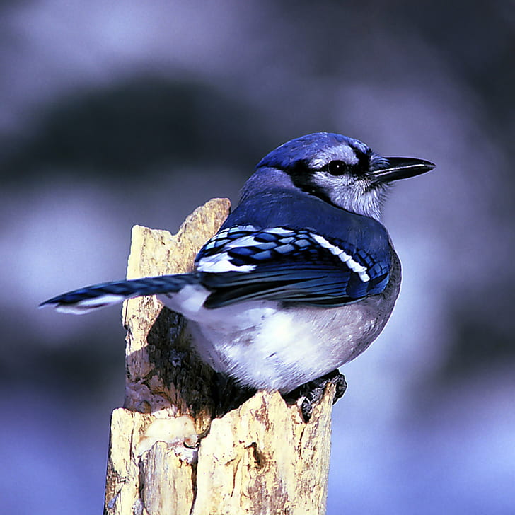 blue and white bird perching on wood
