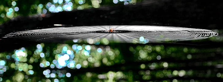 focus photo of spider with web