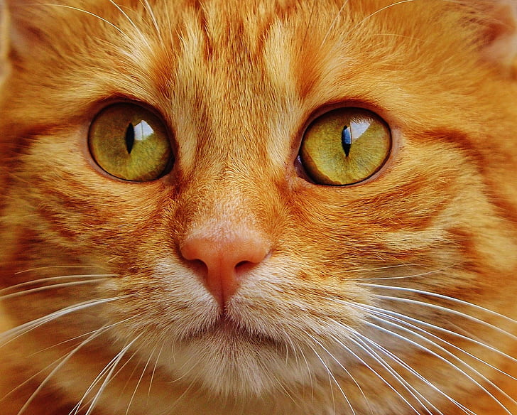 macro shot of orange tabby cat