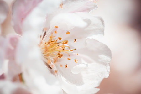 Wonderful Spring Bloom Close Up