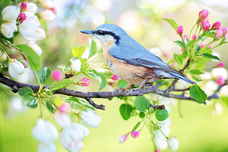 gray and brown bird on flower tree branch