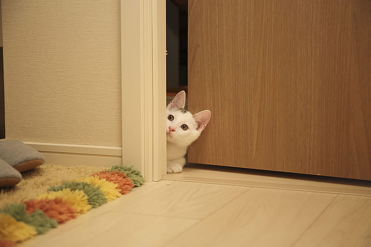 photo of white and black cat on door