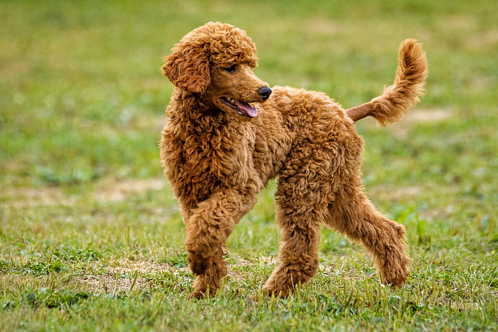 adult apricot standard poodle on green grass field during daytime