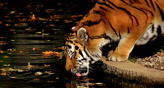 tiger drinks on pond water