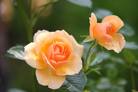 closeup photography of peach roses