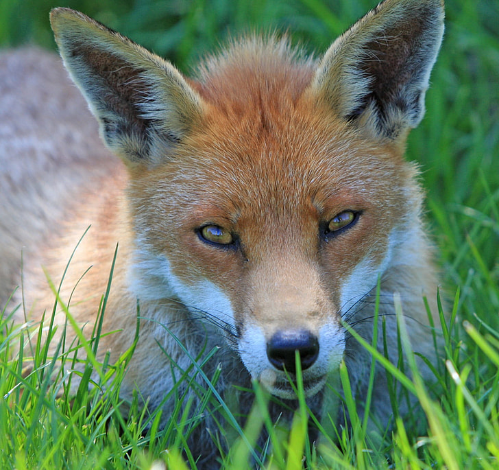 close-up photo of white and brown fox