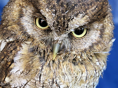 Closeup Photo Of Owl