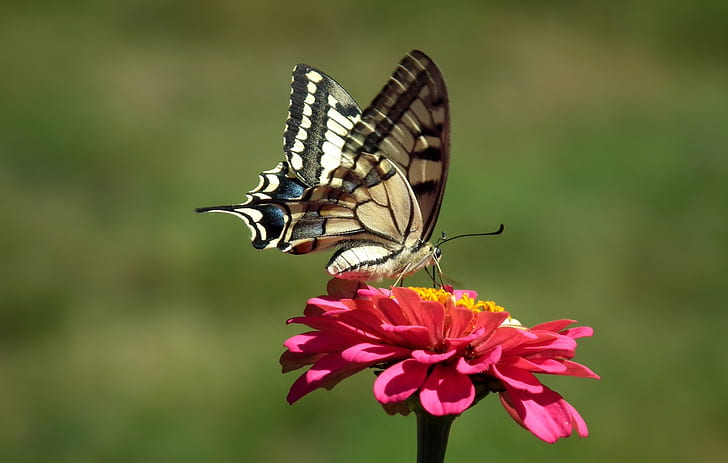 white, black, and beige swallowtail butterfly perched on pink petaled flower