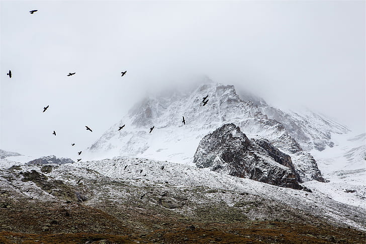 time lapse photography of flock of bird flying above mountain