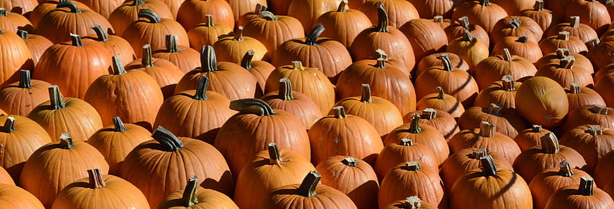 bunch of pumpkin