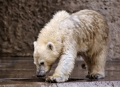 polar bear standing on gray concrete floor