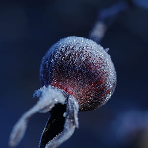 close up photo of snow freeze fruit