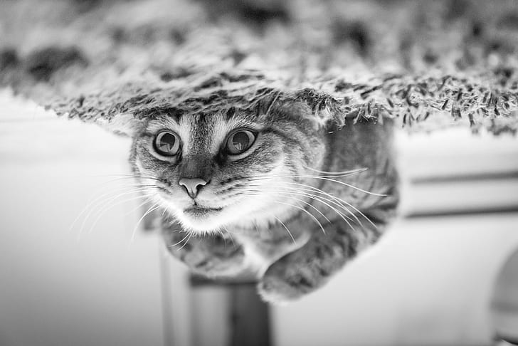 Royalty-Free photo: Grayscale photo of tabby cat | PickPik