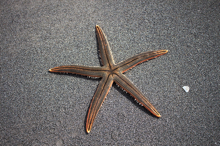 brown star fish