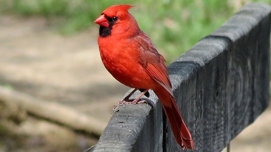 red cardinal bird perching on wood