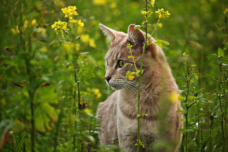 short-coated brown cat besides yellow flowers