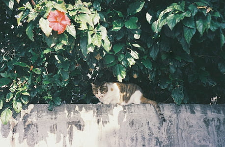 white and brown Patched tabby cat prone lying on wall fence under tall trees at daytime