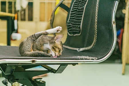 Cat Licking Chair