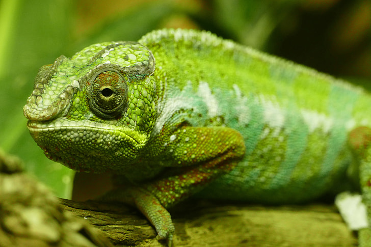 Closeup shot of a green chameleon lizard