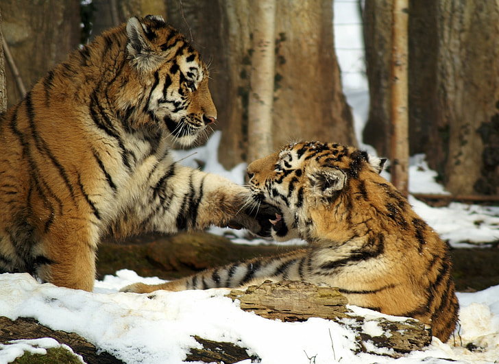 two tiger on filled snow during daytime