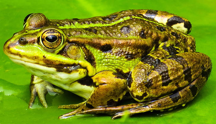green and brown frog close-up photography