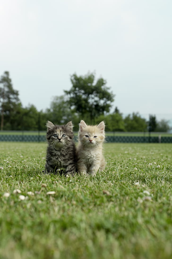 selective focus photography of two gray and brown Persian kittens