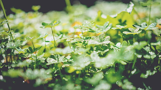 green leaf plants during daytime