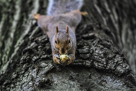 squirrel on brown wood trunk