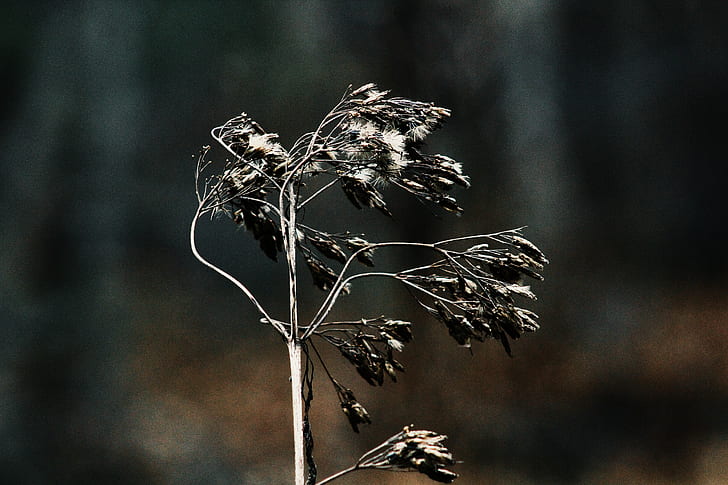 close-up photography withered plant