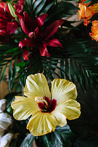 Colorful Exotic Flowers and Greenery