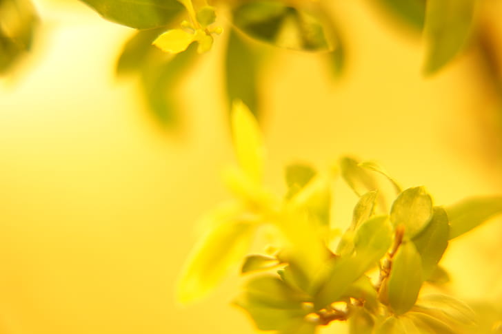 close up photography yellow petaled flower