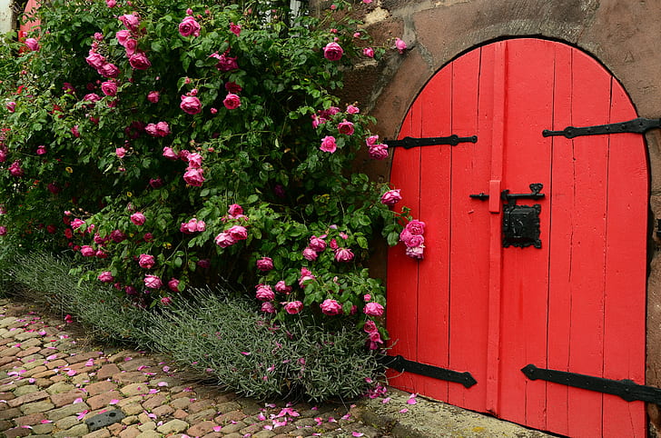 red wooden door near pink petaled flowers