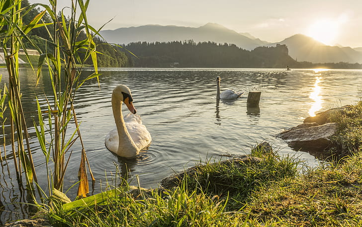 white swans on pond during sunrise