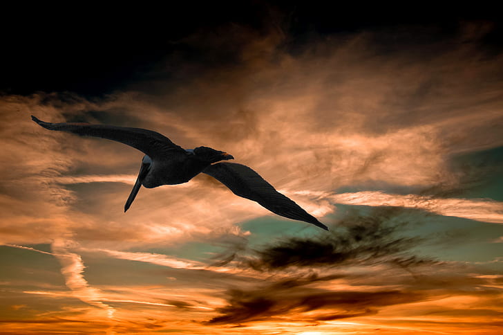 brown pelican flying under sky