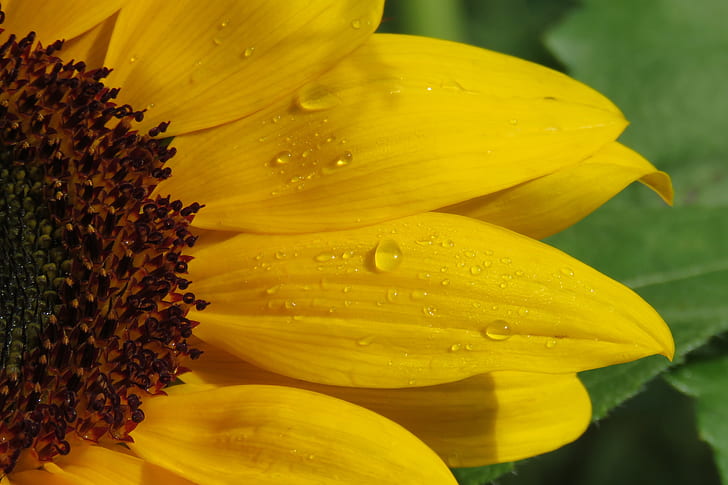 macro photography of sun flower